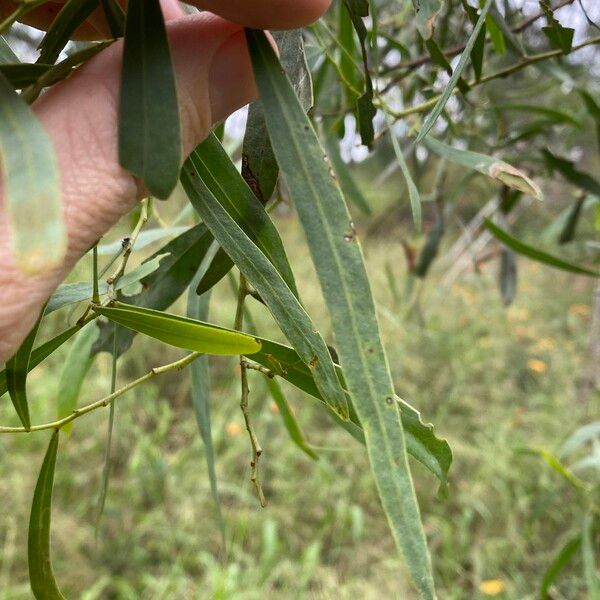 Acacia salicina Blad