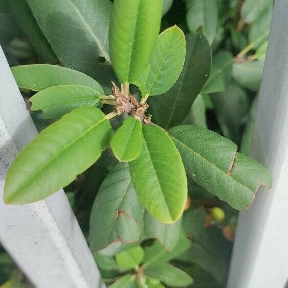 Frangula californica Blatt