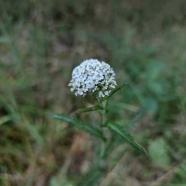 Achillea nobilis Blüte