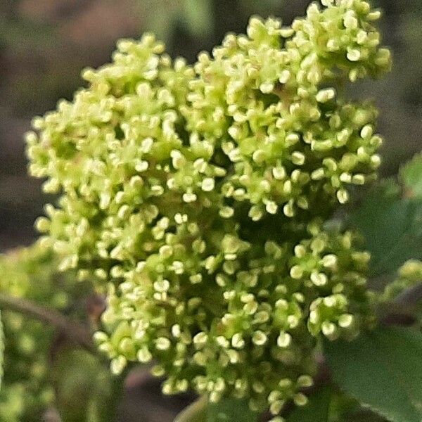 Sambucus racemosa Kvet