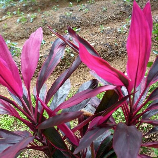 Cordyline fruticosa Leaf