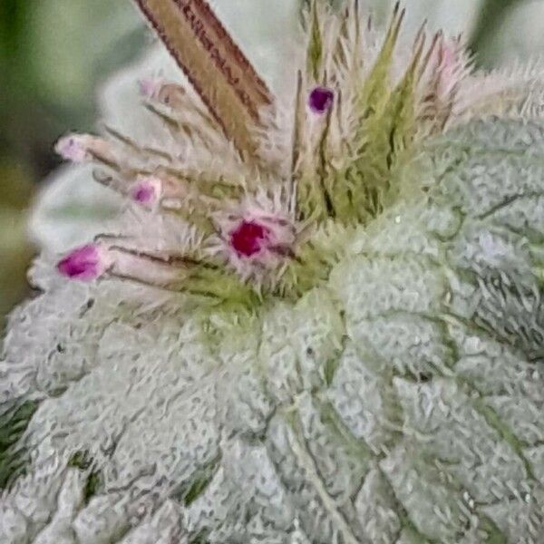 Lamium amplexicaule Кветка