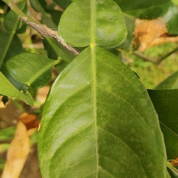 Citrus hystrix Hedelmä