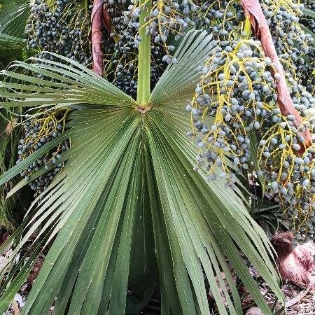 Livistona chinensis Fuelha