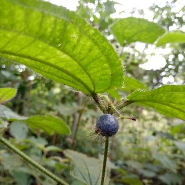 Miconia dentata 果