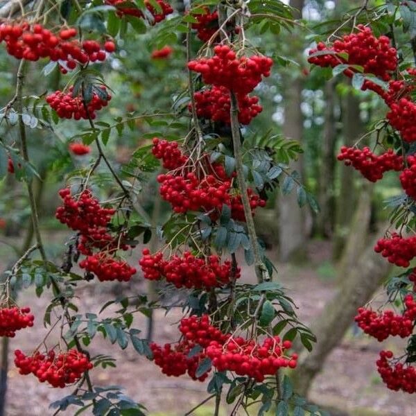 Sorbus aucuparia Fruto