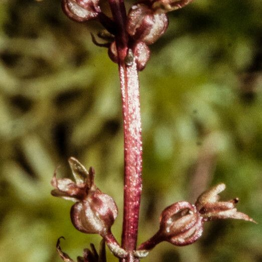 Neottia cordata Žiedas