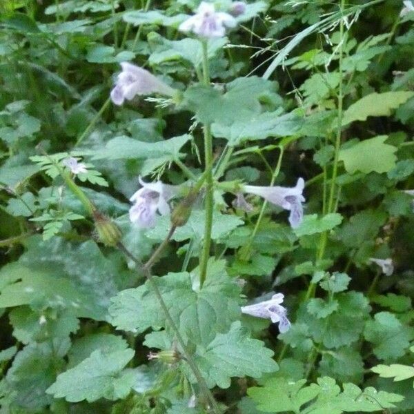 Glechoma hederacea Лист