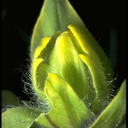 Castilleja occidentalis Квітка