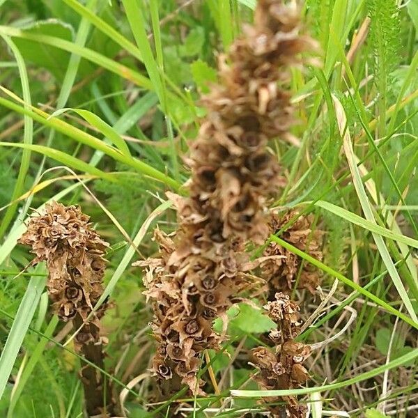 Orobanche elatior Çiçek