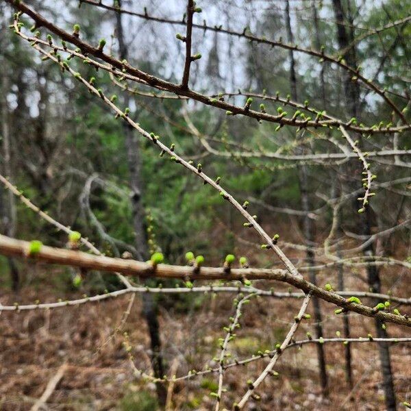 Larix laricina چھال