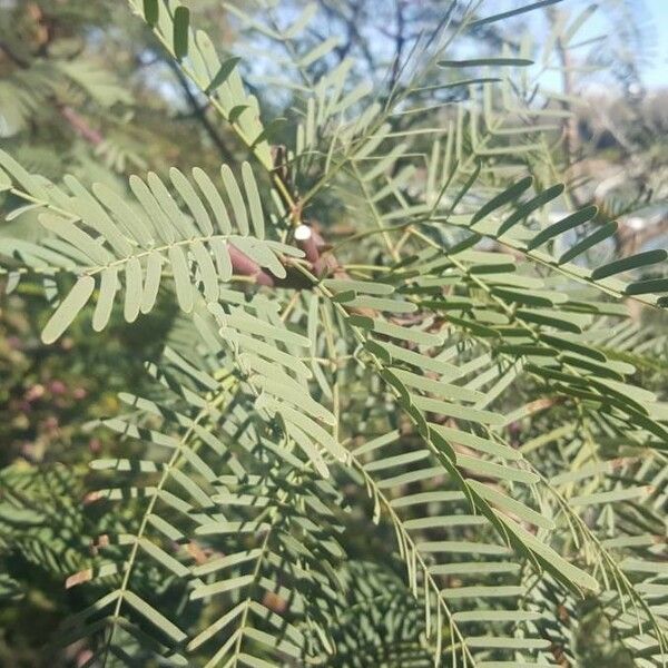 Prosopis glandulosa Frunză