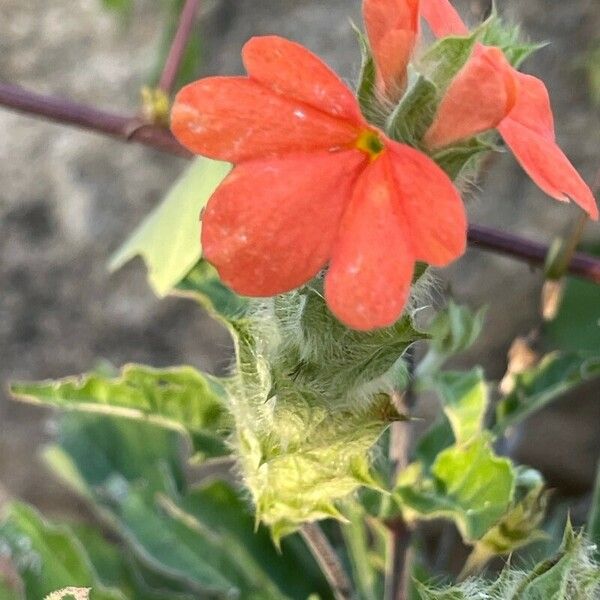 Crossandra massaica Blomma