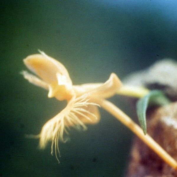 Platanthera ciliaris Blomst