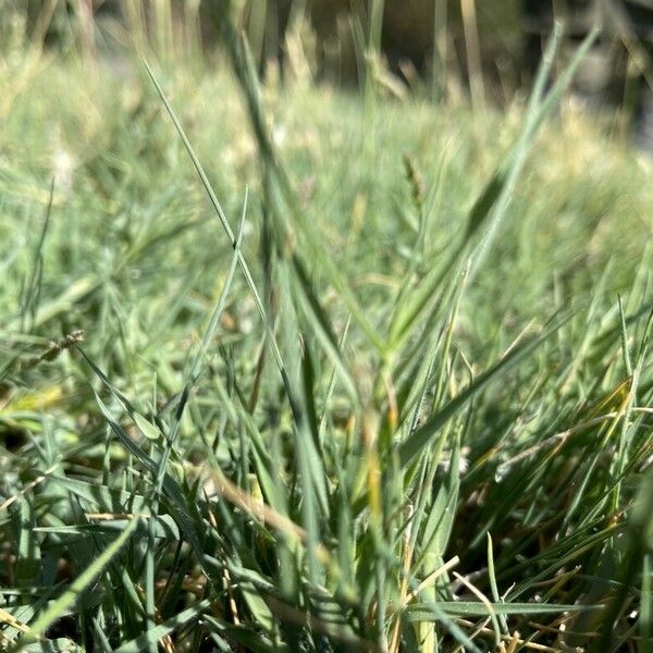 Aeluropus littoralis Leaf