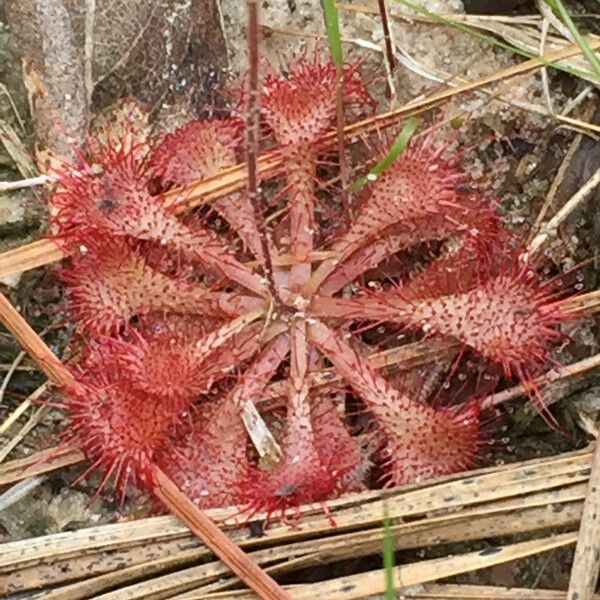 Drosera brevifolia موطن