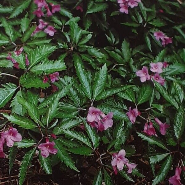 Cardamine pentaphyllos Облик