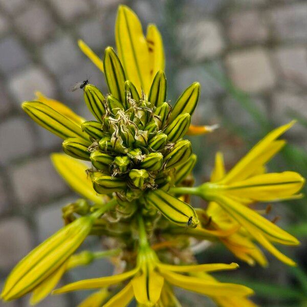 Asphodeline lutea Kukka