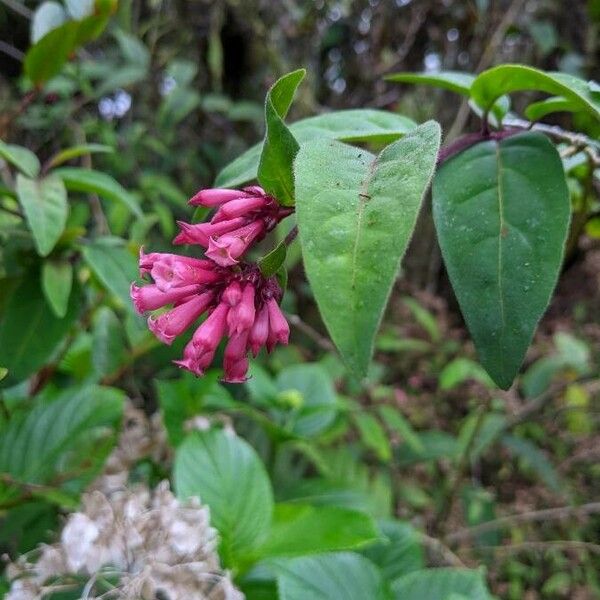 Cestrum elegans Flower