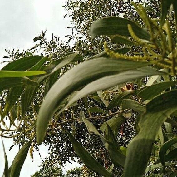 Acacia auriculiformis পাতা