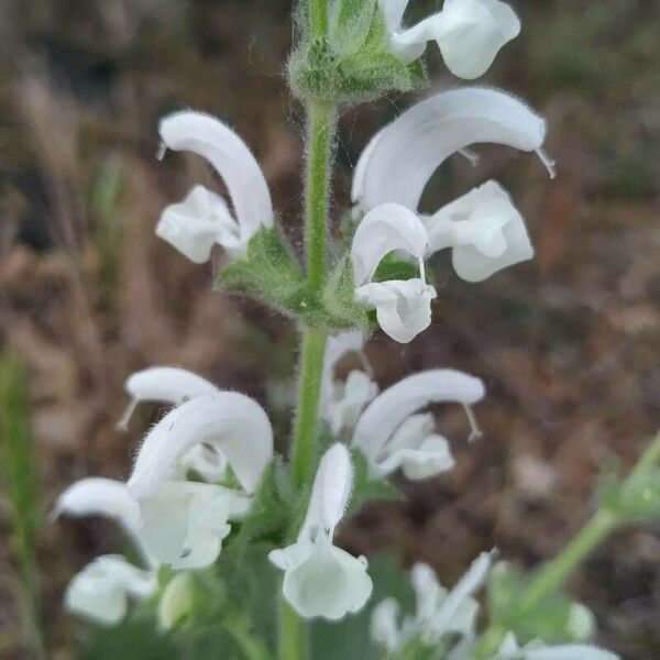 Salvia argentea 花