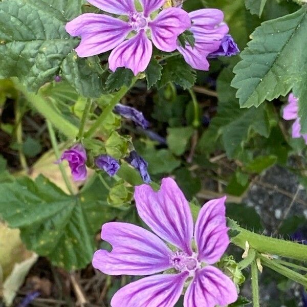 Malva sylvestris Kwiat