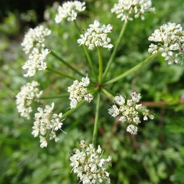 Oenanthe crocata Flor