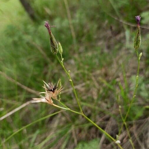 Crupina vulgaris অভ্যাস