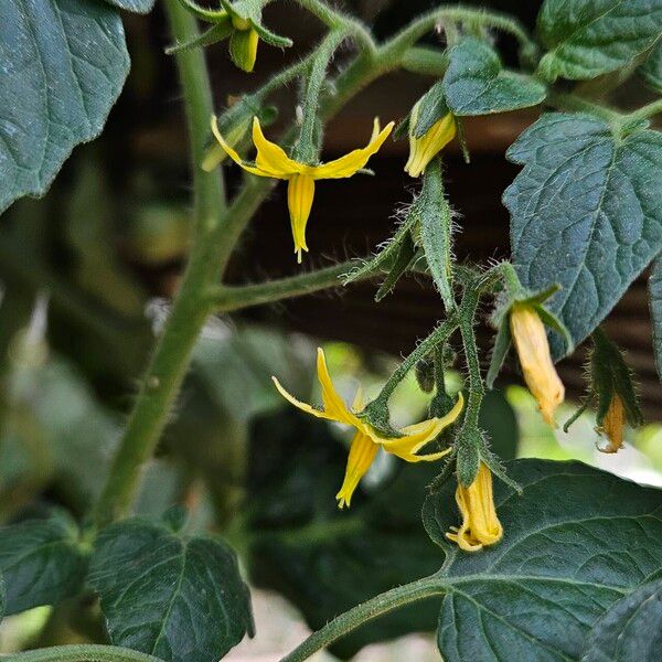 Solanum lycopersicum फूल