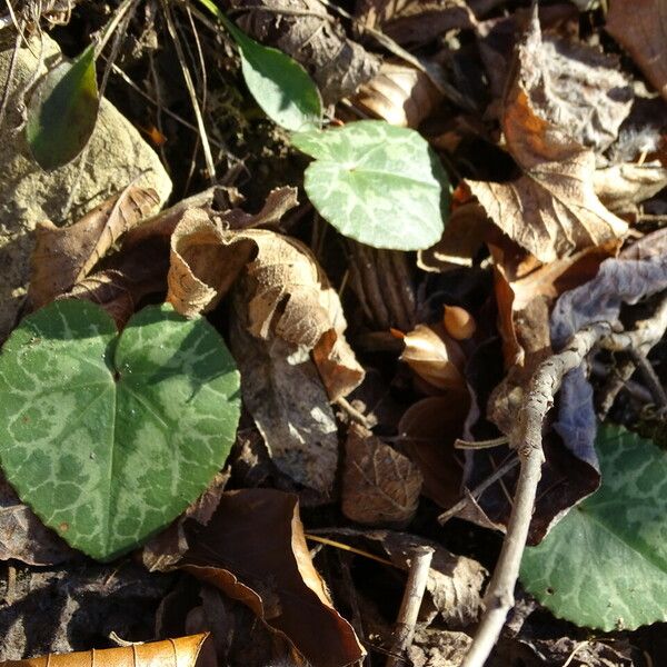 Cyclamen purpurascens Лист