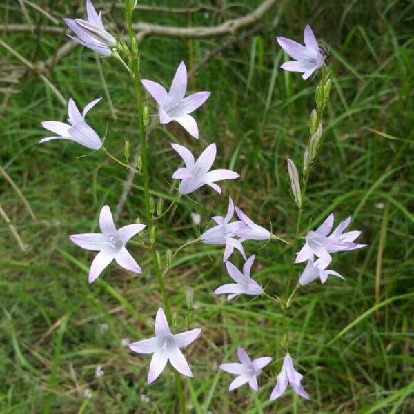 Campanula rapunculus Blüte