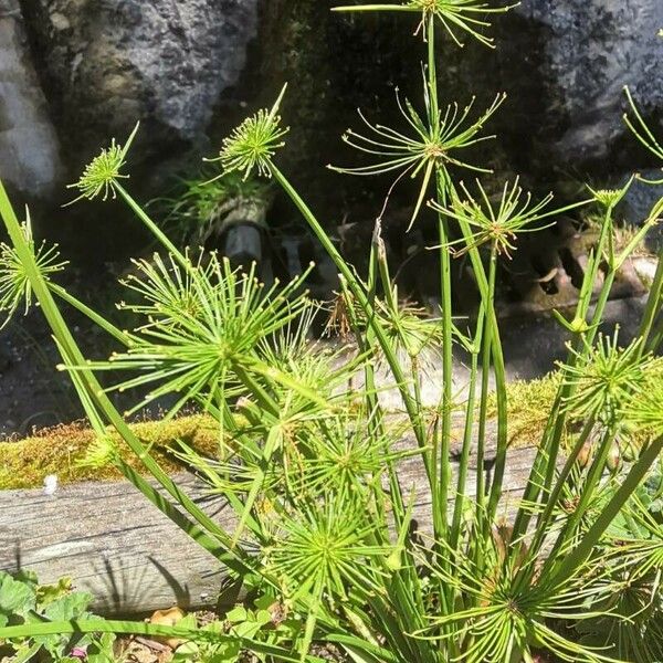 Cyperus haspan Leaf