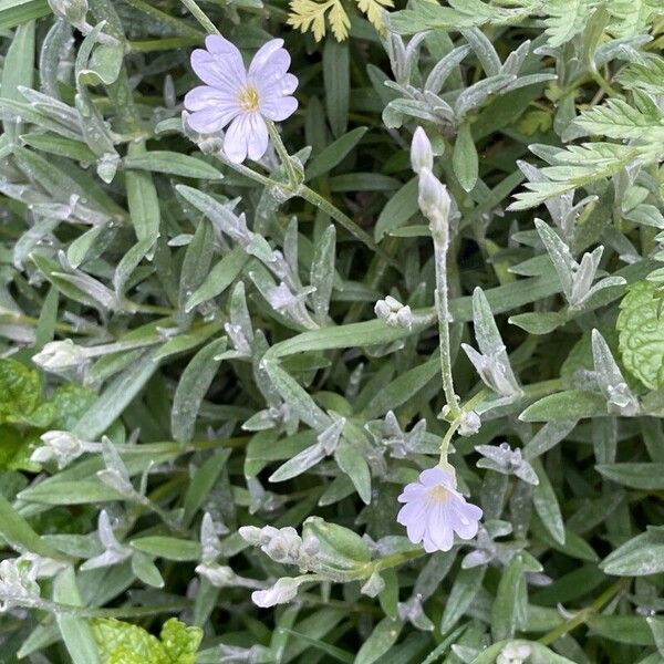 Cerastium tomentosum List