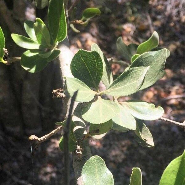 Strychnos madagascariensis Blad