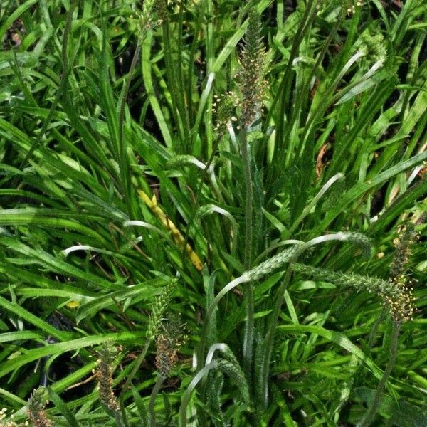 Plantago weldenii Habit