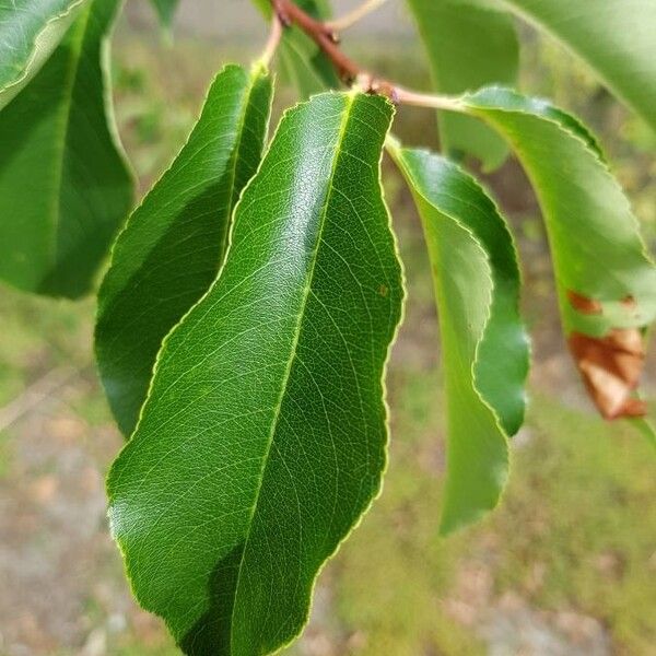 Prunus serotina 葉