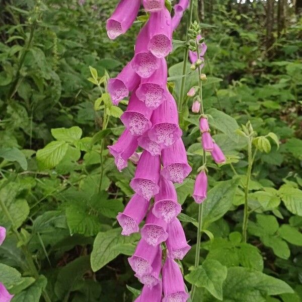 Digitalis thapsi Flower