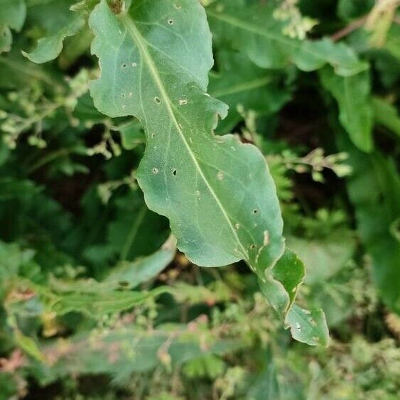 Rumex thyrsiflorus Leaf