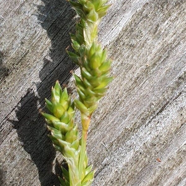 Carex canescens Flower