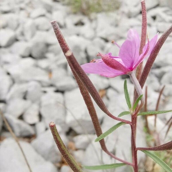 Epilobium dodonaei Frutto