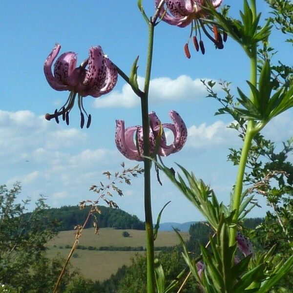 Lilium martagon 花