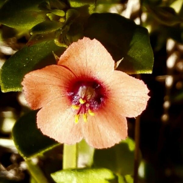 Lysimachia arvensis Flower