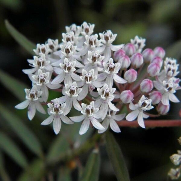 Asclepias perennis Květ