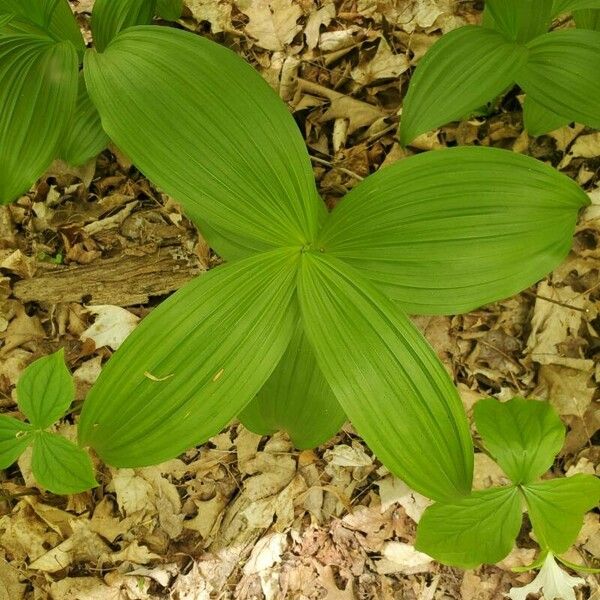 Veratrum viride ᱥᱟᱠᱟᱢ