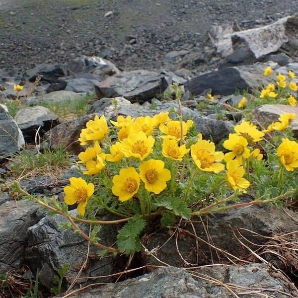 Geum reptans Habit