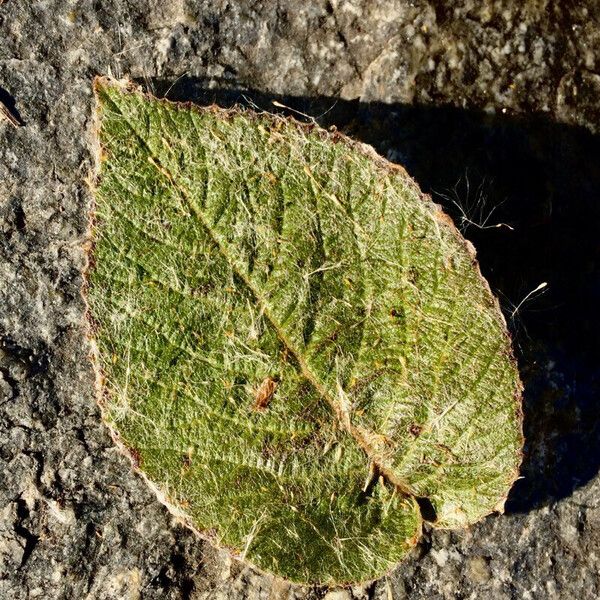 Salix reticulata Foglia