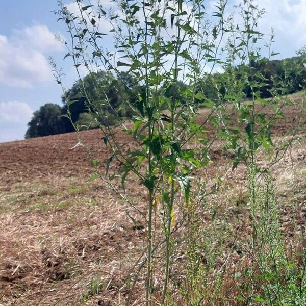 Atriplex sagittata Habit