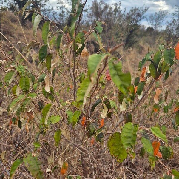 Croton dichogamus ᱥᱟᱠᱟᱢ