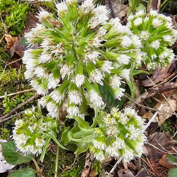 Petasites albus Çiçek