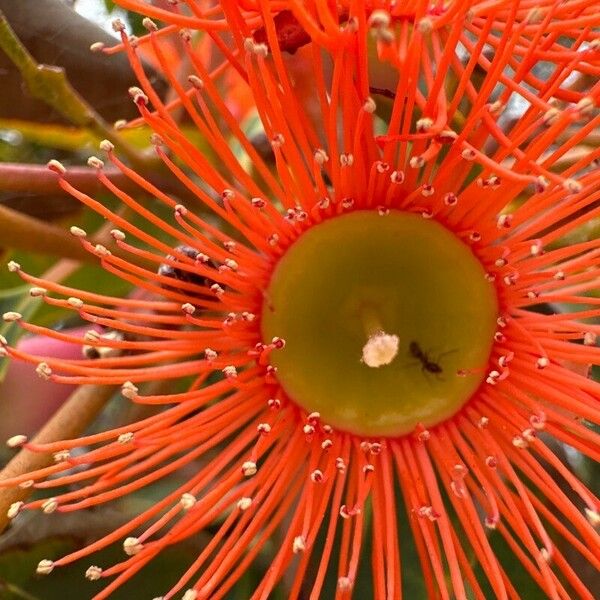 Corymbia ficifolia Blomma